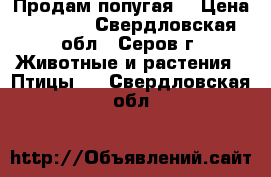 Продам попугая  › Цена ­ 1 000 - Свердловская обл., Серов г. Животные и растения » Птицы   . Свердловская обл.